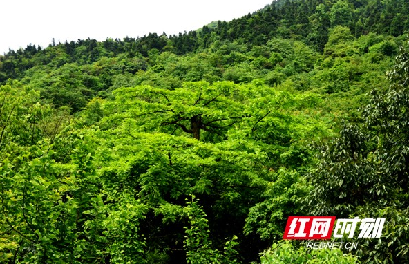 南岳衡山再次发现野生绒毛皂荚