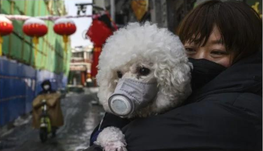 WHO：宠物犬与新冠病毒传播无密切关联