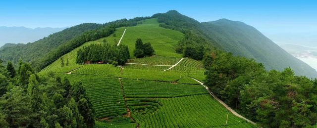 领跑行业，&ldquo;潇湘&rdquo;茶飘香全国！湖南省茶叶公共品牌敲定五年发展路径