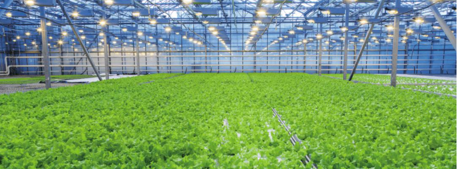 1至7月蔬菜和菌菇出口31.5亿元 永州蔬菜出口为何&ldquo;一枝独秀&rdquo;