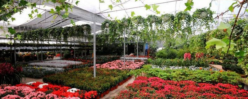 湖南着力打造花木产业五大区 实现湖南花木产业集约化、规模化、标准化发展