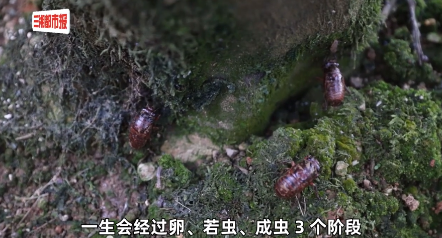 柚子树下&ldquo;掘金&rdquo;，捕蝉为江永果农增收了千万元
