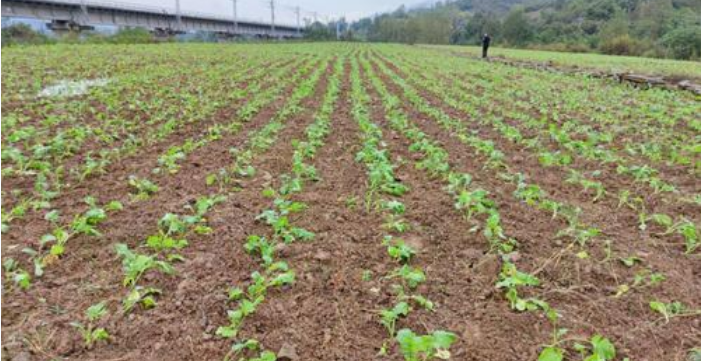 湖南已完成油菜播栽2000万亩 超总任务面积八成