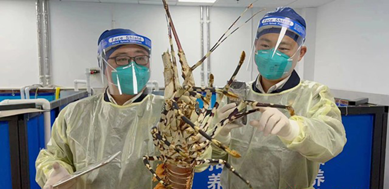404千克活龙虾！湖南进口今年首批肯尼亚活龙虾