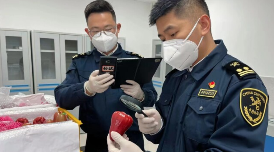 湖南空港口岸首次进口莲雾 前2月长沙机场口岸进出境航班增66%