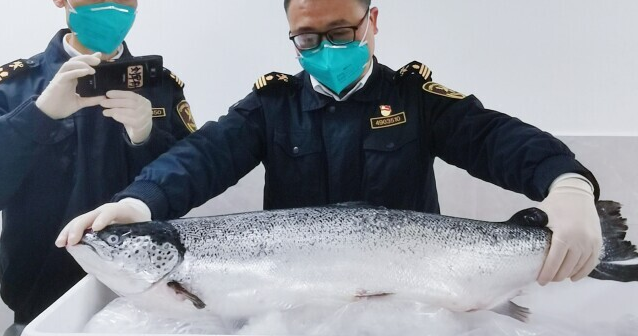 长沙口岸迎来首批智利冰鲜三文鱼