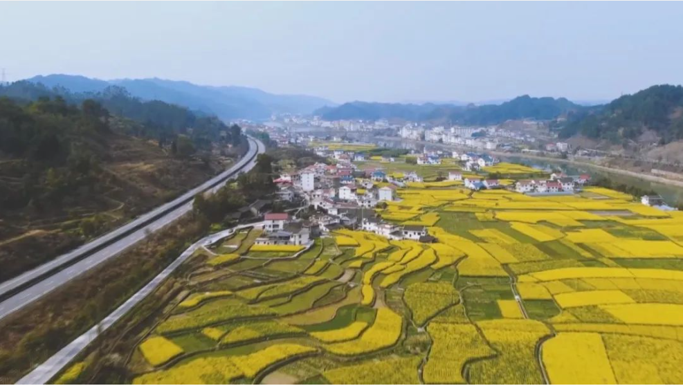 希望的田野：湖南菜油产业产值近500亿元