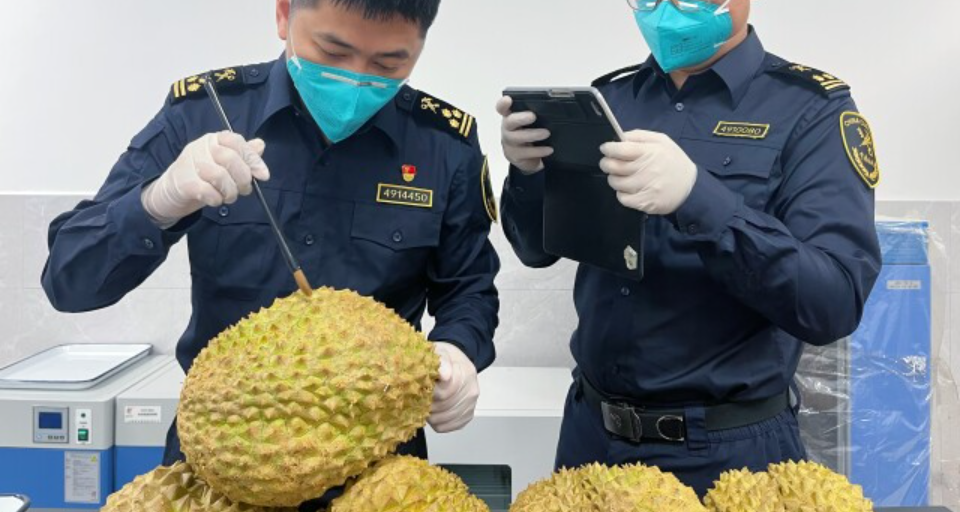 ​湖南首次进口菲律宾榴莲