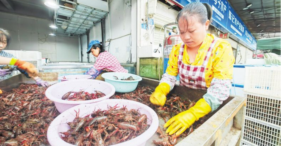 湖南稻田虾大量上市抢&ldquo;鲜&rdquo;机，市场交易量大幅增长