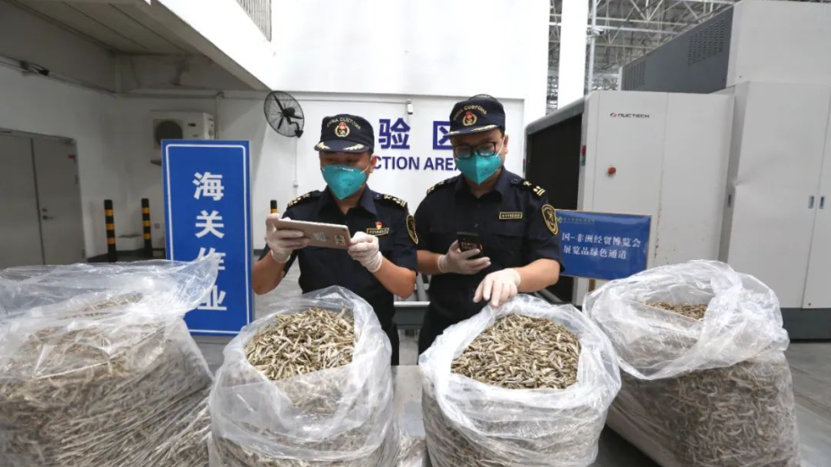 中非&ldquo;湘&rdquo;约丨首次出口中国的肯尼亚小鱼干运抵长沙，将亮相中非经贸博览会