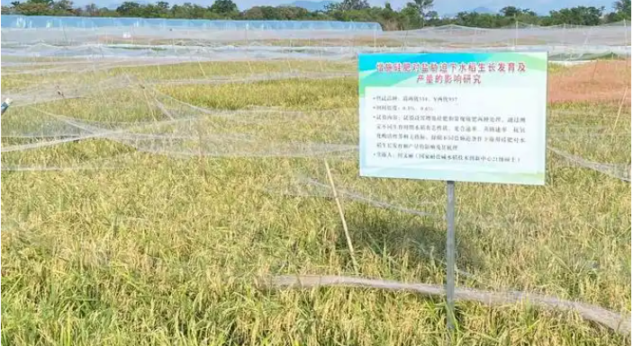 耐盐碱水稻地方标准编制工作在长沙启动