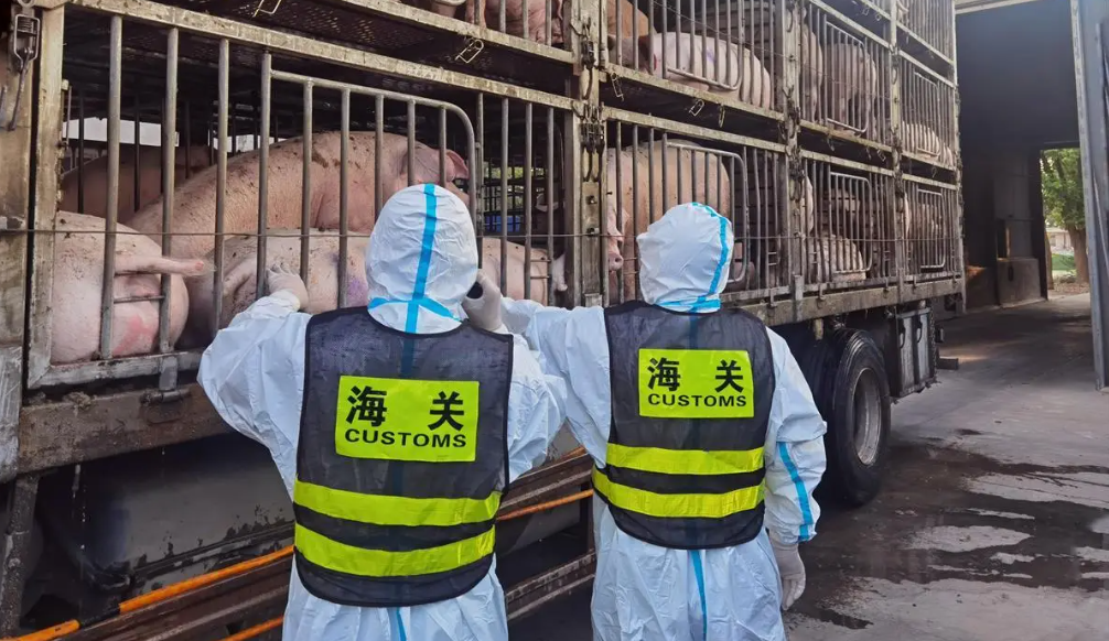 供港澳活猪远程检疫监管改革举措在湘落地