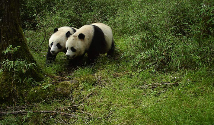 四川卧龙首次拍到野生大熊猫双胞胎