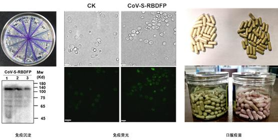 图2 COVID-19 病毒RBD-FP域酵母疫苗株筛选及其口服制剂