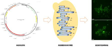 图1 疫苗菌株构建及筛选方案
