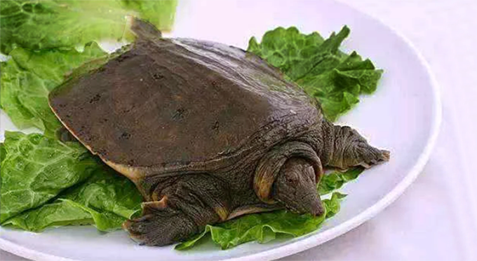 农业农村部：牛蛙、部分龟鳖按水生物种管理，不禁食