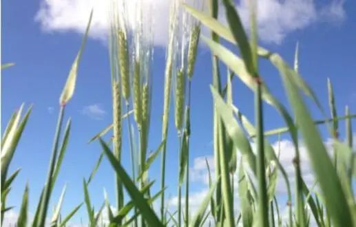 资料图 图自澳大利亚广播公司(ABC)