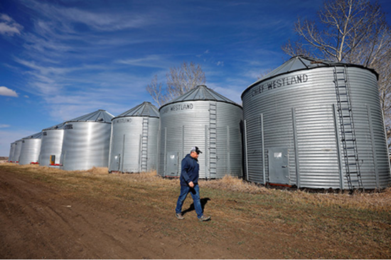 2019年4月12日,一位加拿大阿尔伯塔(Alberta)省从事油菜籽种植的农民巡查油菜籽存储仓。