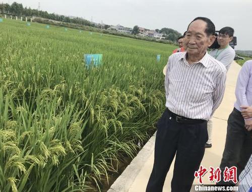 资料图:袁隆平正在田间察看水稻生长情况。 唐小晴 摄