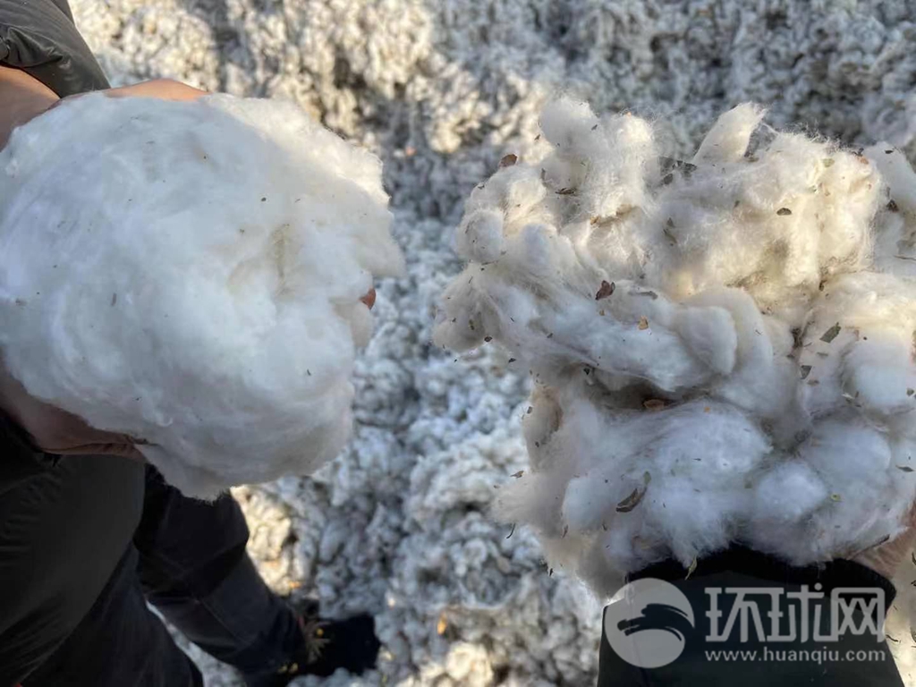 皮棉(图右侧)与经轧花机初步加工过的棉花对比