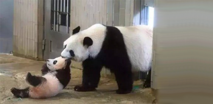 日本出生大熊猫&ldquo;香香&rdquo;归还中国时间再次延期