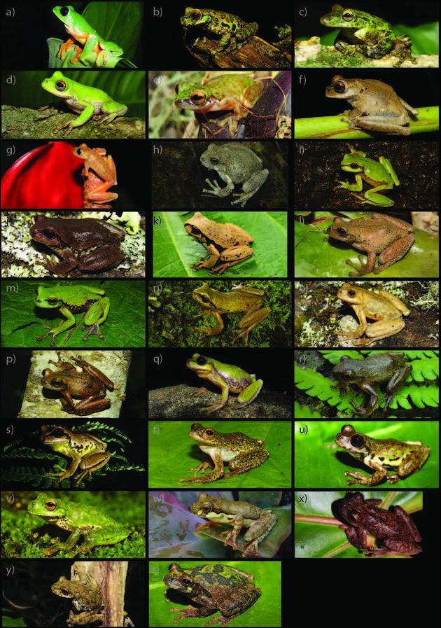 墨西哥发现的多种树蛙(Mesoamerican Herpetology。 2: 230–241。)