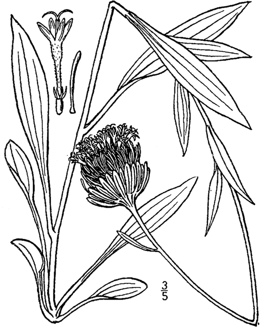 芭拉扣属植物。图片来源:wikipedia