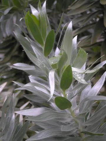 南非木百合。图片来源:wikipedia