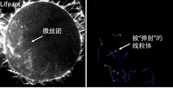 微丝将线粒体向各个方向弹射,像是上演一场惊险刺激的蹦极。|Nature