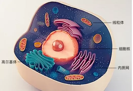 细胞的内部有很多家当,比如细胞核和线粒体等各种细胞器。|维基百科