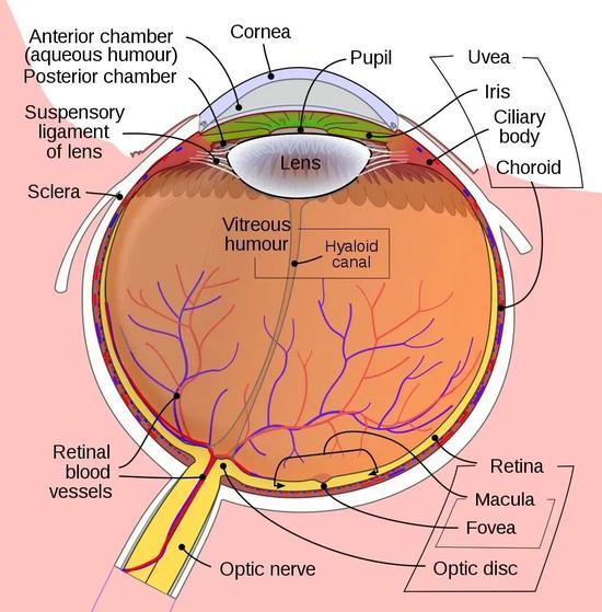 底部的 Fovea 就是中央凹的区域 | 图源:Rhcastihos