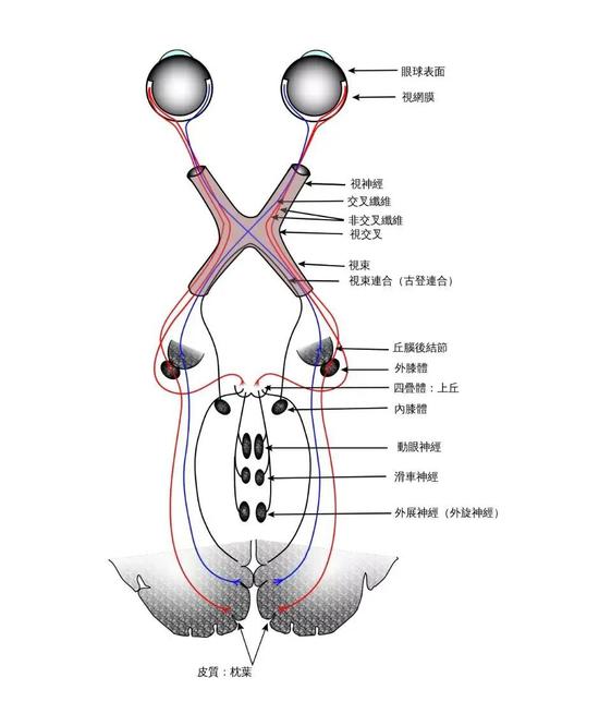 视觉系统 | 图源:WGray& Anatomy