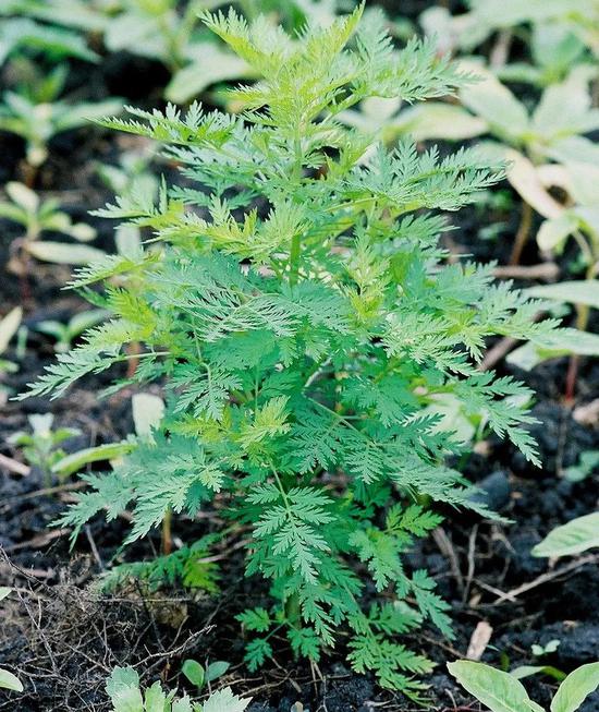 提取青蒿素的黄花蒿 图片来源:Scamperdale