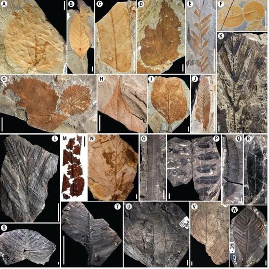 研究采集的花粉粒和树叶化石。图片来源:Carvalho et al。,