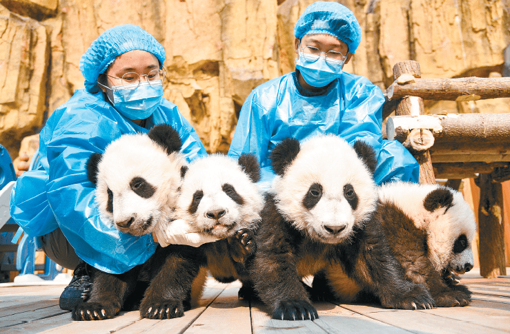 秦岭大熊猫研究中心 2020年繁育的 4只大熊猫幼仔起名后首次亮相,(左起)秦韵、秦秀、秦美、秦华向古城人民“拜年”。 央广网 图