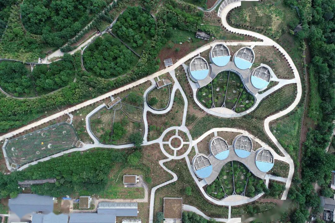 秦岭大熊猫繁育研究中心。 新华社 图