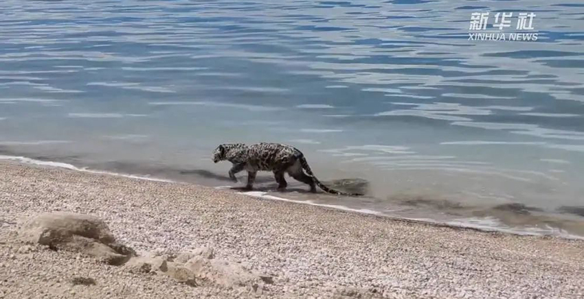 西藏色林错拍到罕见雪豹&ldquo;游泳&rdquo;，可能游到湖中觅食