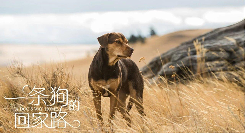美媒关注CCTV6片单《开国大典》《一条狗的回家路》：可能不是巧合