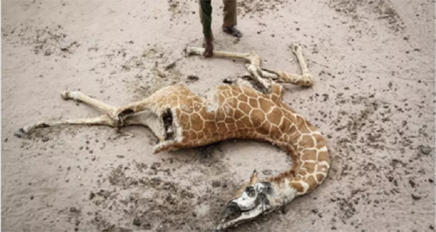 一周内，他们目睹11只长颈鹿的死亡