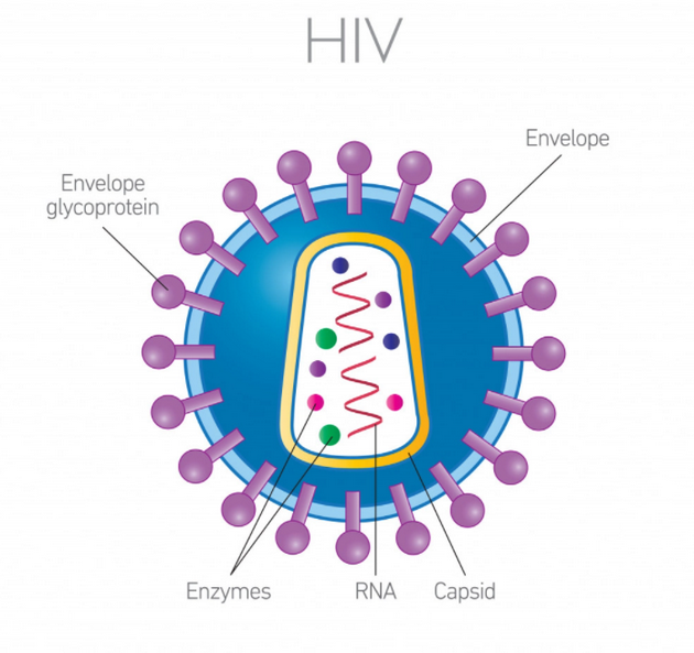 人类免疫缺陷病毒(HIV)的结构