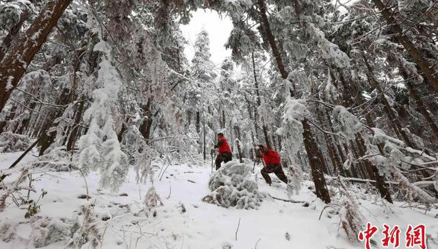湖南张家界：寒冬踏雪护山林