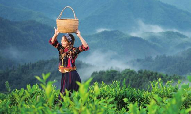 翩翩是安化——好山、好水、好人、好茶