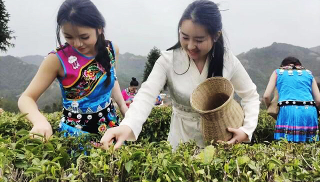 &ldquo;湘西黄金茶&rdquo;炒到10万元1斤？ 省市场营销协会倡议：合理定价、理性消费！