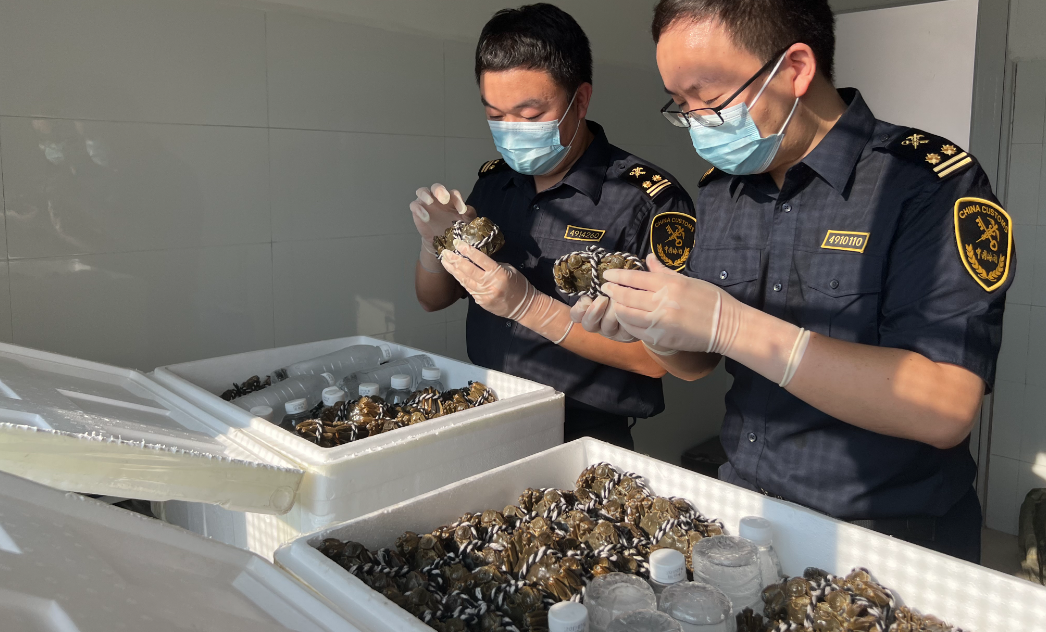 160公斤湖南大闸蟹飞往越南 张家界机场口岸时隔3年多恢复农产品出口