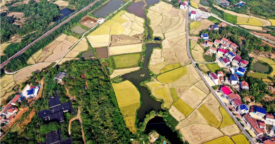 湖南农行助力粮食安全 粮食重点领域贷款余额增速143%