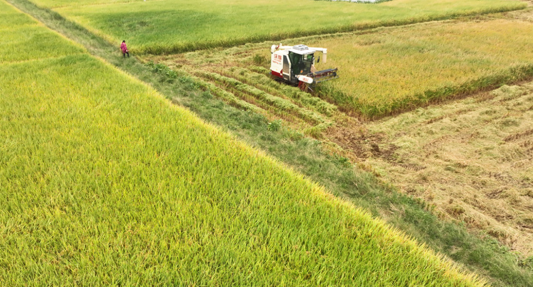 示范带动 均衡增产 湖南粮食单产可望大面积提升