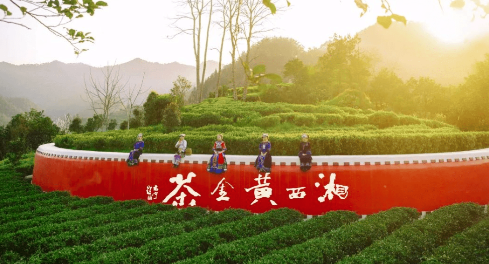 湘西十八洞黄金茶首次出口