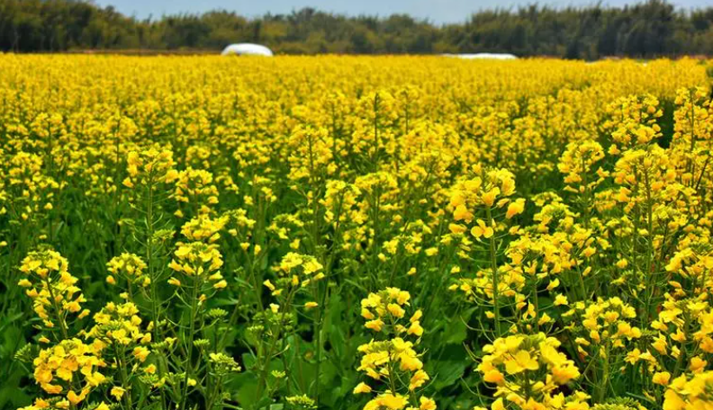  湖南发布今年十大主推油菜品种