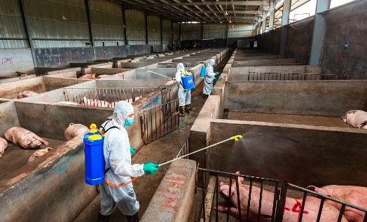 切断动物疫病传播途径 33种家养畜禽须经指定通道检查方可入湘