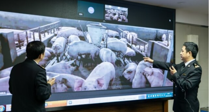 上半年湖南供港澳活猪8.85万只，主要来自郴州、衡阳和永州